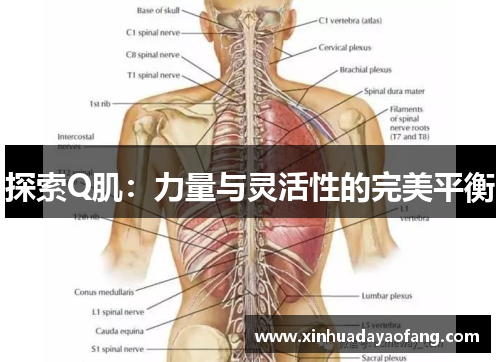 探索Q肌：力量与灵活性的完美平衡